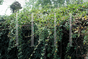 Picture of Polygonum aubertii 