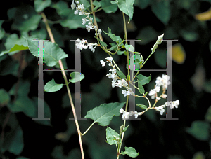 Picture of Polygonum aubertii 