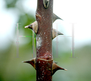 Picture of Rosa spp. 