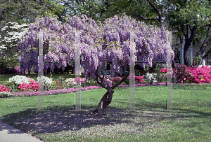 Picture of Wisteria sinensis 