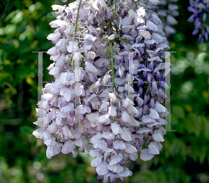 Picture of Wisteria sinensis 