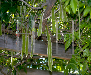 Picture of Wisteria sinensis 