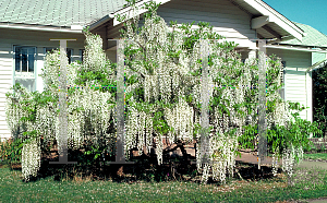 Picture of Wisteria sinensis 