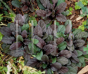 Picture of Ajuga reptans 'Bronze Beauty'