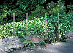 Picture of Hedera helix 