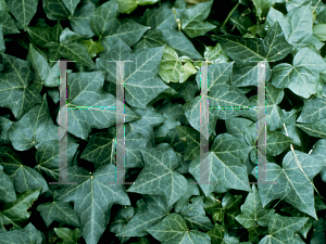 Picture of Hedera helix 