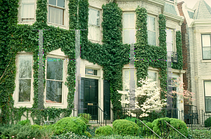 Picture of Hedera helix 