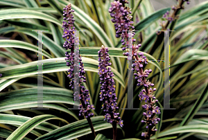 Picture of Liriope muscari 'Variegata'