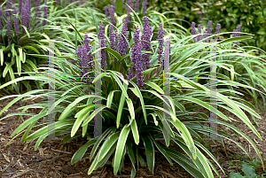 Picture of Liriope muscari 'Variegata'