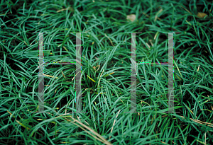 Picture of Ophiopogon japonicus 