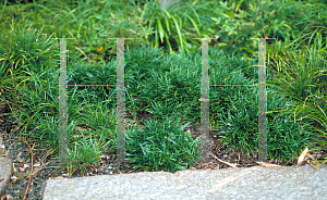 Picture of Ophiopogon japonicus 'Nana'