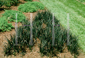 Picture of Ophiopogon planiscapus 'Arabicus'