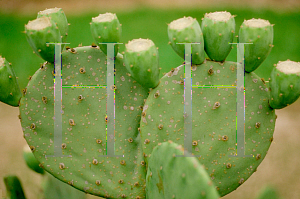 Picture of Opuntia compressa 