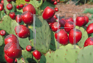 Picture of Opuntia compressa 