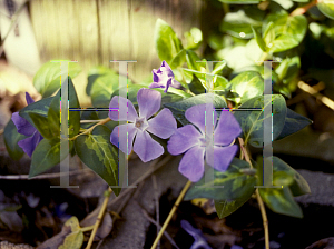 Picture of Vinca major 'Gold Vein'