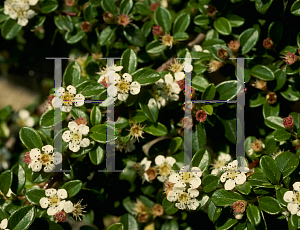 Picture of Cotoneaster horizontalis 