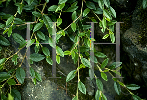 Picture of Cotoneaster salicifolius 'Repens'