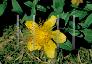 Picture of Hypericum calycinum 