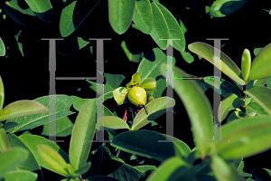 Picture of Hypericum calycinum 