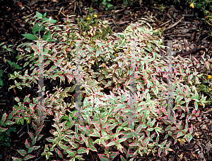 Picture of Hypericum patulum 