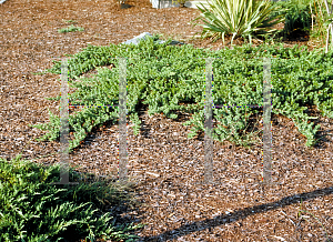 Picture of Juniperus chinensis 