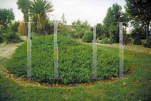 Picture of Juniperus conferta 