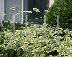 Picture of Aegopodium podagraria 'Variegatum'