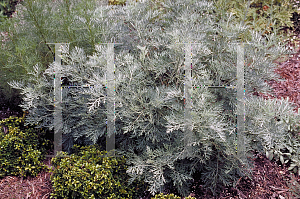 Picture of Artemisia schmidtiana 