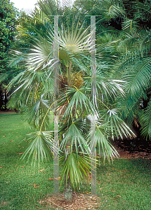 Picture of Coccothrinax argentata 
