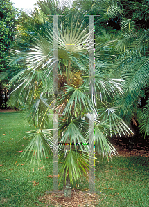 Picture of Coccothrinax argentata 