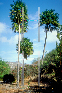 Picture of Coccothrinax ekmanii 