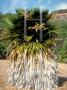 Picture of Copernicia macroglossa 