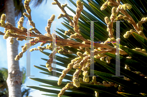 Picture of Copernicia macroglossa 