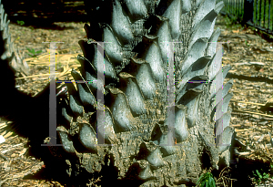 Picture of Copernicia prunifera 