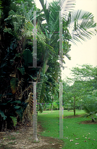 Picture of Chrysalidocarpus cabadae 