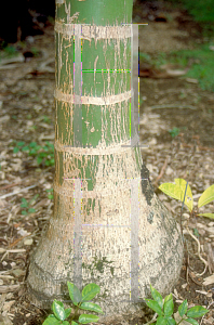 Picture of Chrysalidocarpus cabadae 