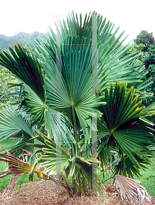 Picture of Corypha umbraculifera 