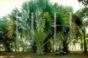 Picture of Corypha umbraculifera 