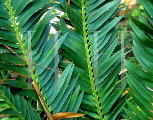 Picture of Encephalartos munchii 