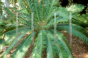 Picture of Encephalartos munchii 