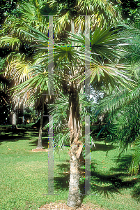 Picture of Coccothrinax ekmanii 