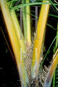 Picture of Jubaeopsis caffra 