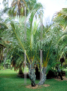 Picture of Jubaeopsis caffra 