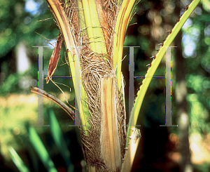 Picture of Licuala spinosa 