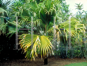 Picture of Lodoicea maldivica 
