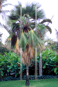 Picture of Pritchardia hillerbrandii 