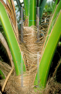 Picture of Pritchardia lowreyana 