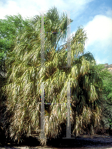 Picture of Sabal uresana 