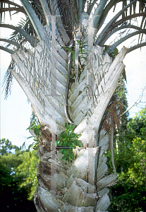 Picture of Syagrus coronata 