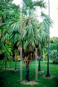 Picture of Thrinax morrisii 